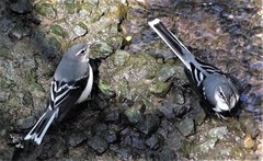 Mountain Wagtail photo 2