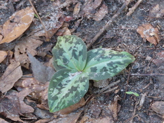 Trillium underwoodii