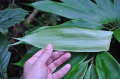 Zamia manicata