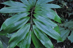 Zamia manicata