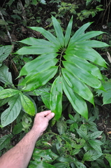Zamia manicata