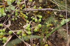 Asterella tenella