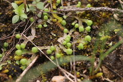 Asterella tenella