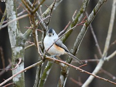 Baeolophus bicolor × atricristatus