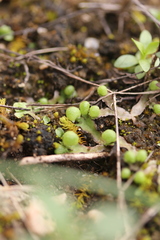 Asterella tenella