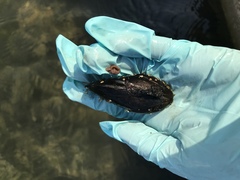 Mytilus