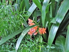 Clivia miniata