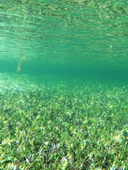 Helotes octolineatus