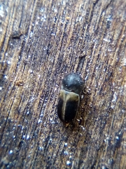 Deroptilinus granicollis