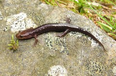 Desmognathus carolinensis