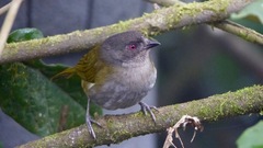 Chlorospingus semifuscus