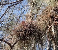 Tillandsia bartramii image