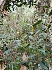 Pimenta haitiensis