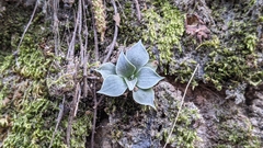 Dudleya cymosa pumila