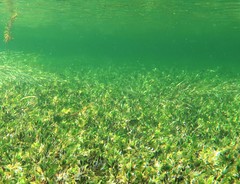 Helotes octolineatus