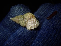 Trichotropis cancellata