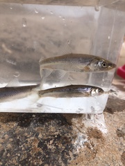 Hybognathus placitus