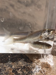 Hybognathus placitus