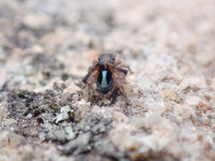 Maratus chrysomelas