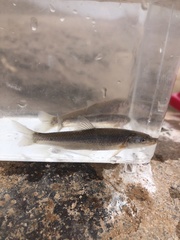 Hybognathus placitus