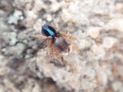 Maratus chrysomelas