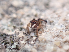 Maratus chrysomelas