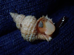 Trichotropis cancellata