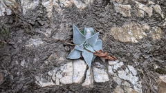 Dudleya cymosa pumila