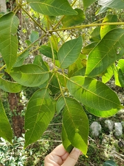 Ekmanianthe longiflora