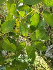 Ekmanianthe longiflora