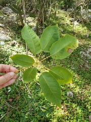 Ekmanianthe longiflora