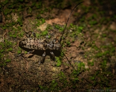 Stenellipsis pantherina