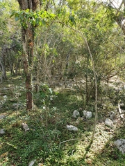 Ekmanianthe longiflora