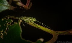 Phricta aberrans
