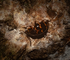 Episcaphula tamburinea