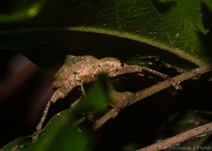 Eurychirus bituberculatus