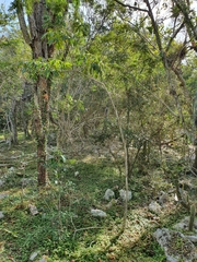 Ekmanianthe longiflora