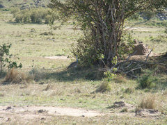 Eupodotis senegalensis