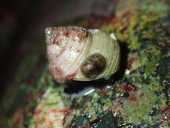 Lepeta concentrica