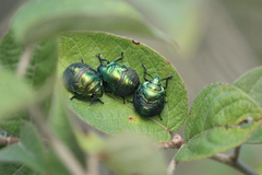 Pachycoris