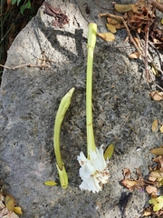 Ekmanianthe longiflora