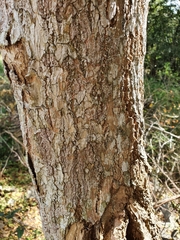 Ekmanianthe longiflora