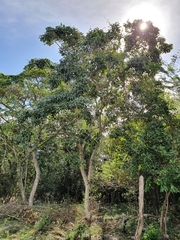 Ekmanianthe longiflora