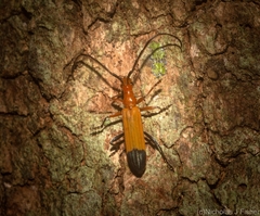Stenoderus ostricilla