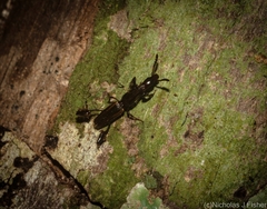 Catagogus diorymerus