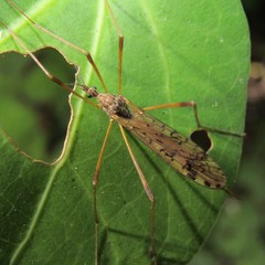 Gynoplistia notabilis