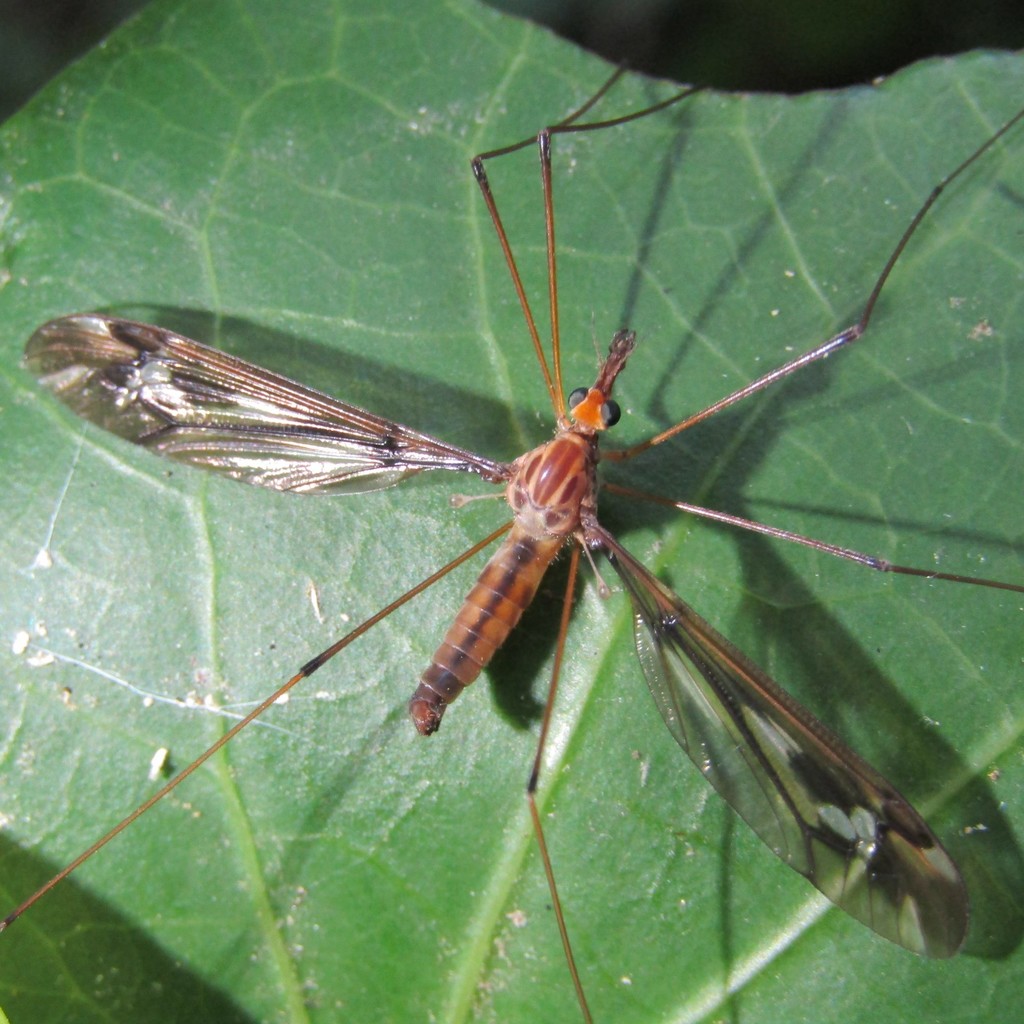 Leptotarsus huttoni
