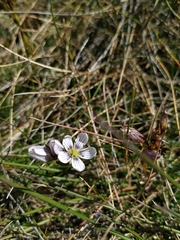 Gentianella corymbosa