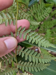 Pteridium aquilinum decompositum