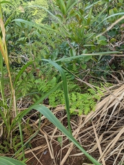 Pteridium aquilinum decompositum